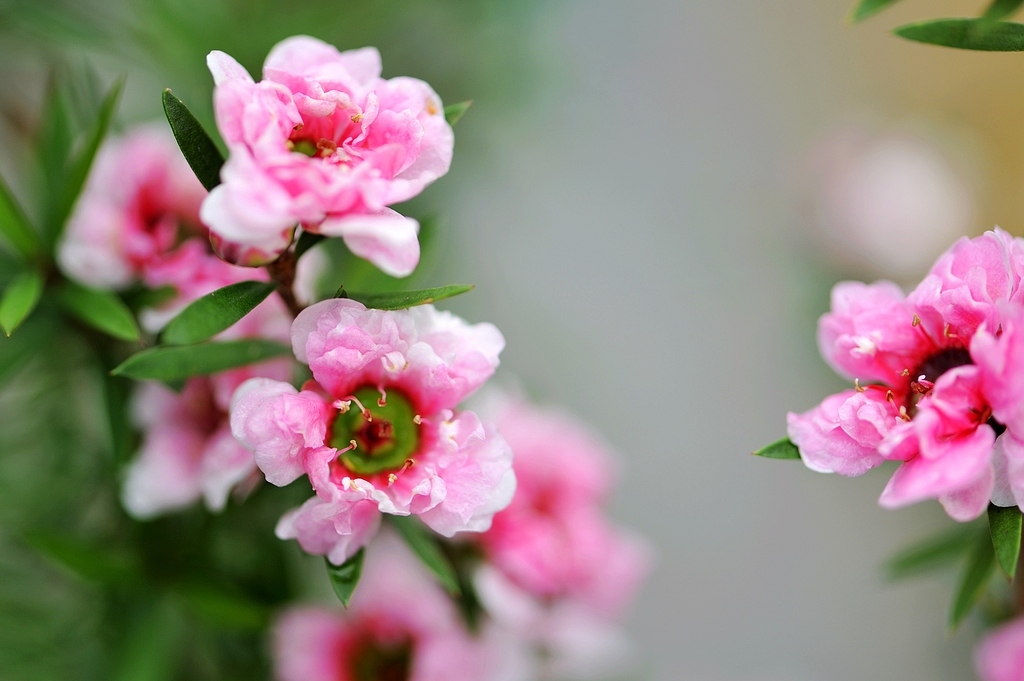 花季拾零 4 摄影 如此一来