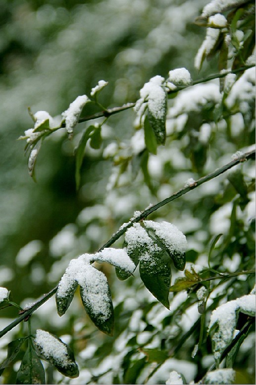 雪 摄影 惠开10