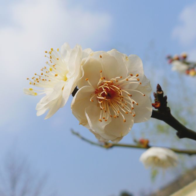 梅 摄影 灿烂晴天