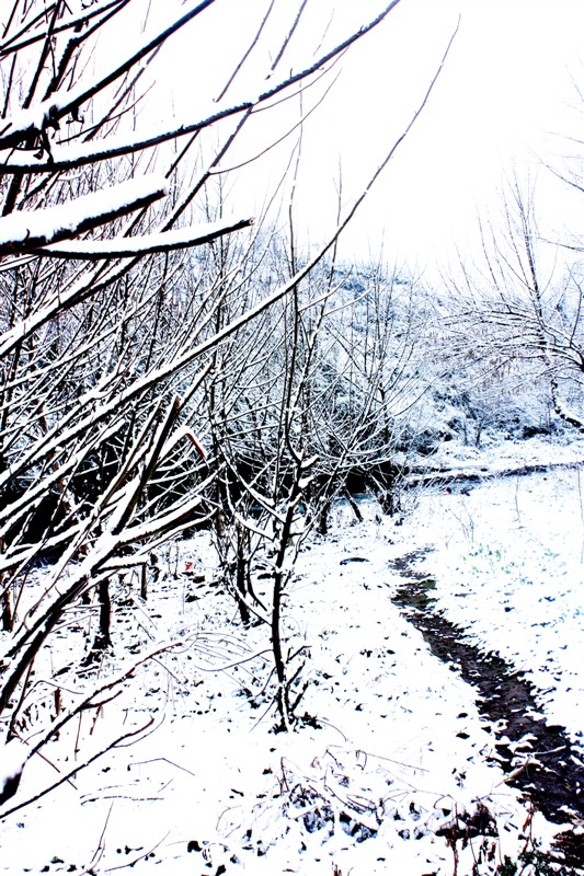 雪景 摄影 鬼影Ty殇