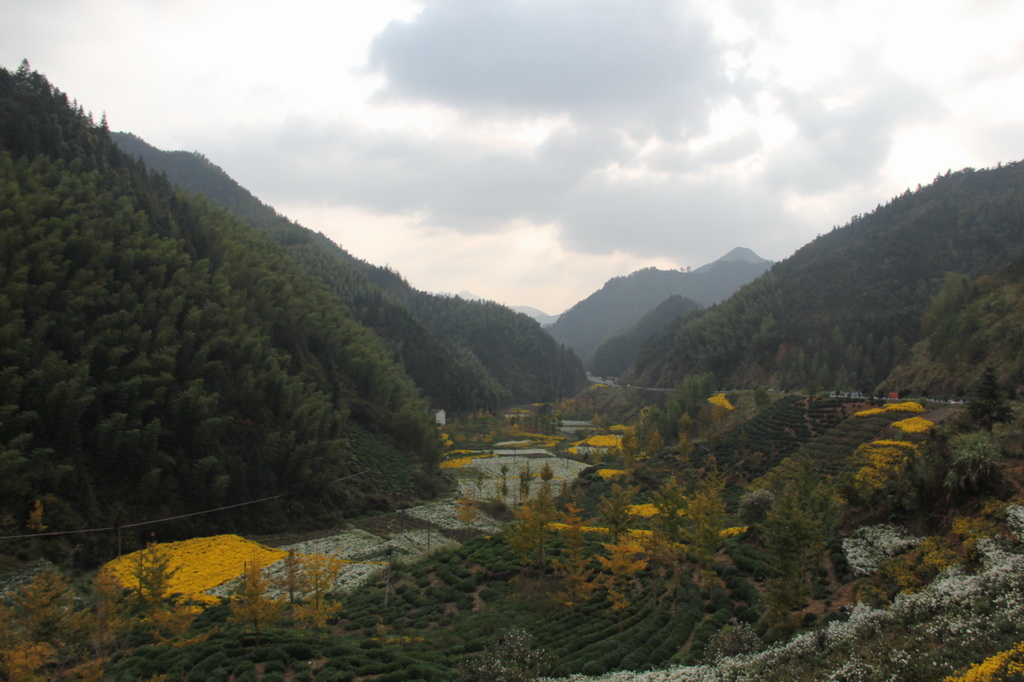 山冲菊花分外香 摄影 北海大侠