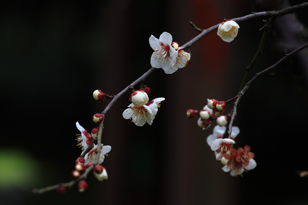 梅花初绽 摄影 wanfugen