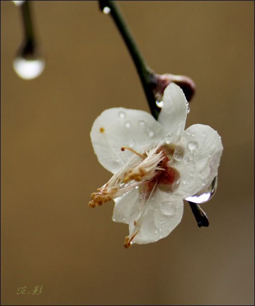 雨中梅 摄影 淡.影