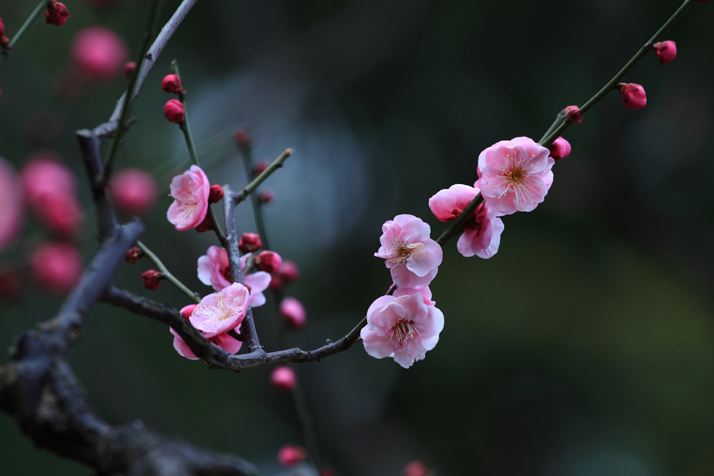 红梅迎春 摄影 wanfugen