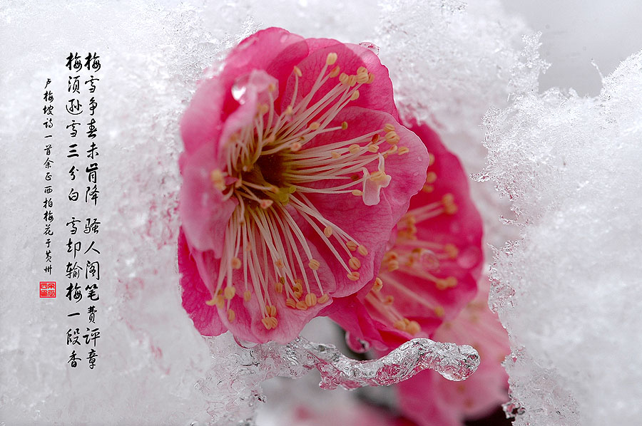 梅雪争春 摄影 九点差一刻