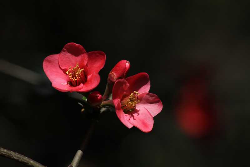 木瓜花。 摄影 追寻地平线