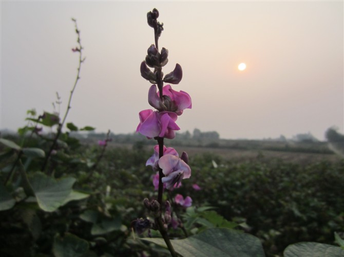 夕阳斜照 万物静好 摄影 小雅子