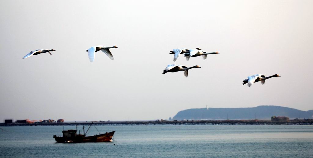 天鹅---飞向海洋 摄影 杨老根