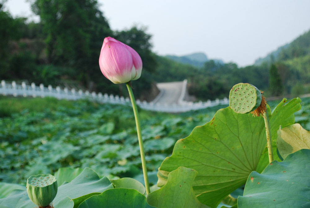 荷花 摄影 桐梓邹明建