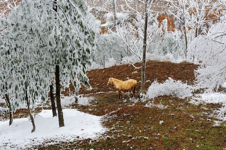 雪地行走（十） 摄影 九黎后裔