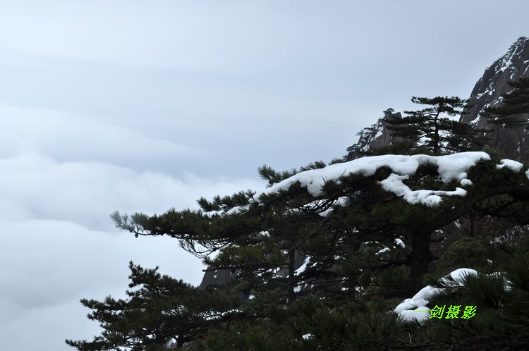 大雪压青松 摄影 宁波一剑