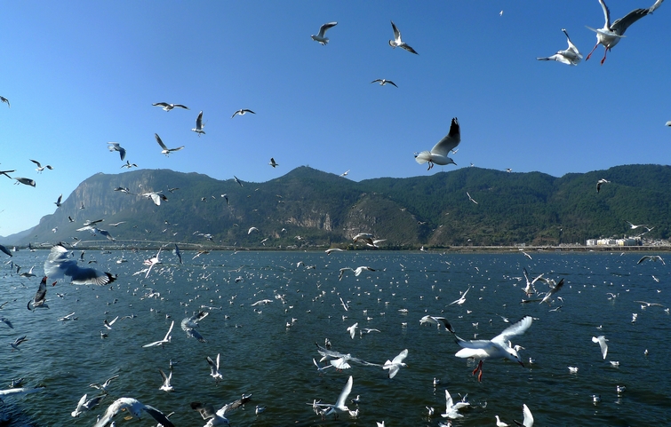 滇池海鸥组照 1 摄影 光影泊客