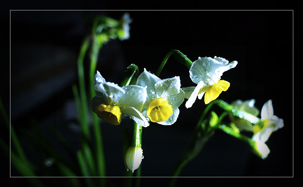 水仙花 摄影 天淡云舒