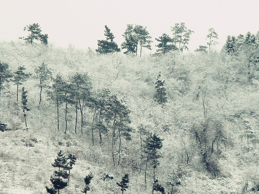 初 雪 摄影 毛毛虫的眼泪