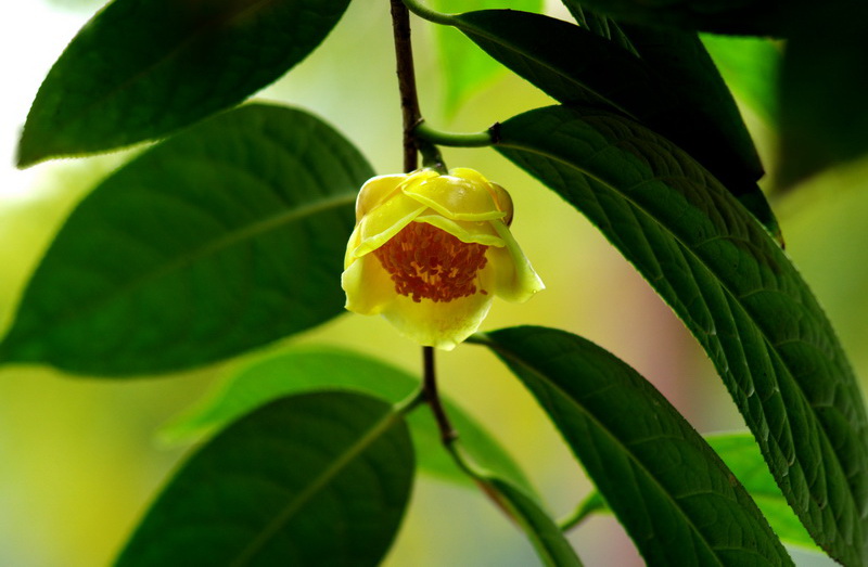 金茶花 摄影 南丰