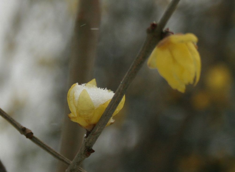 腊梅---雪盛 摄影 颖影罂