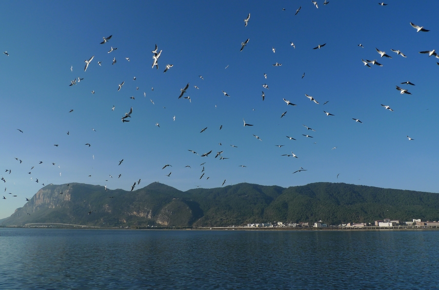 昆明——海鸥的第二故乡 1 摄影 光影泊客