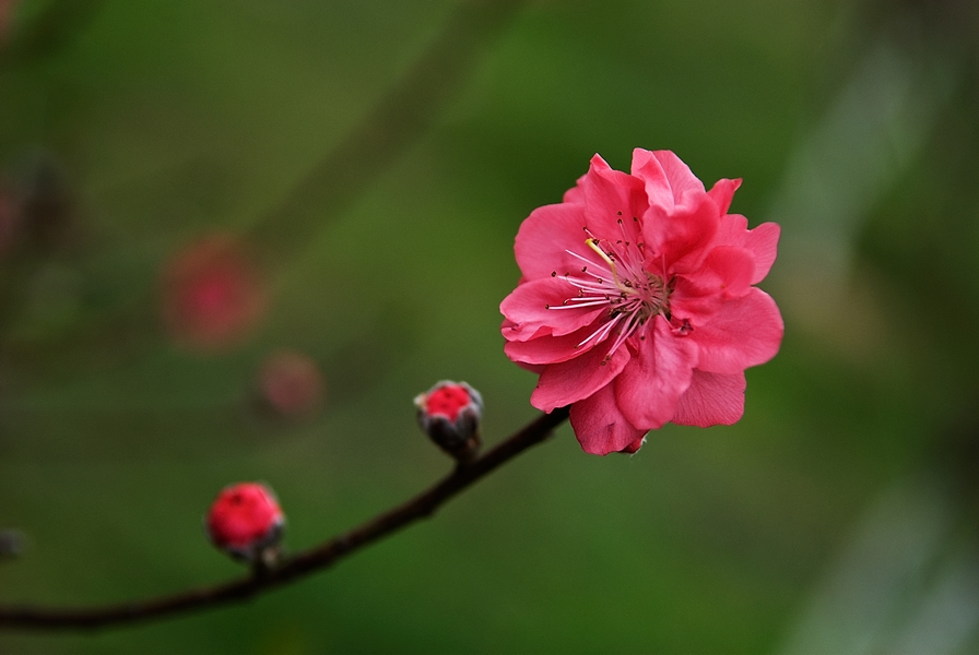 桃花 摄影 掌牛人