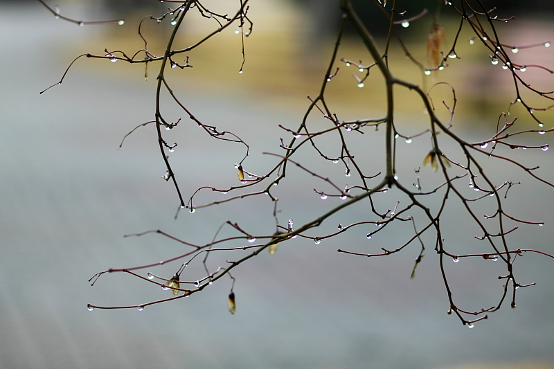 春雨（2） 摄影 梦凝