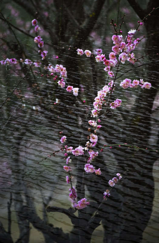 亦真亦幻水中花 摄影 钝夫