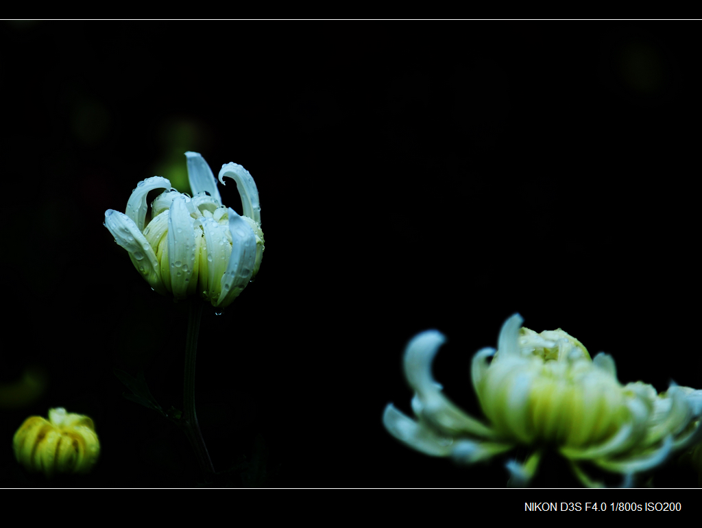 花卉2 摄影 普尔东京