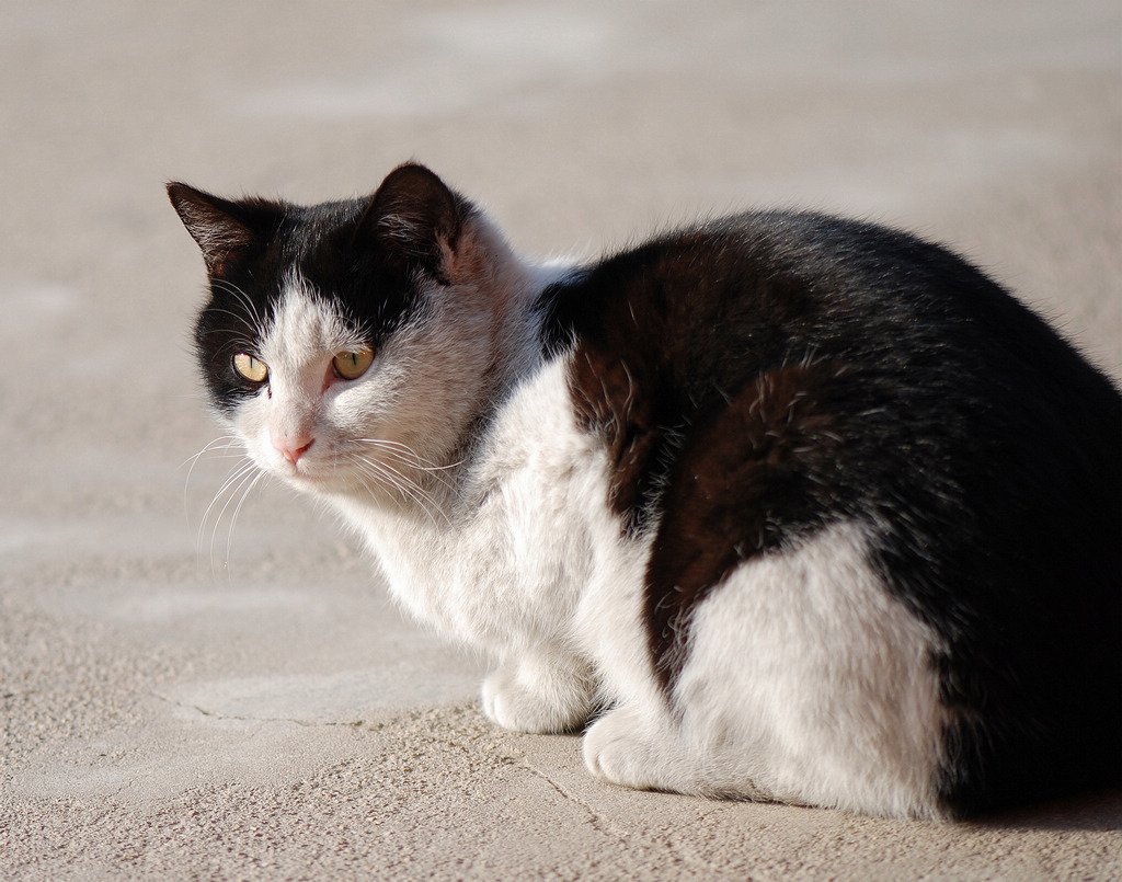 猫 摄影 刺槐林