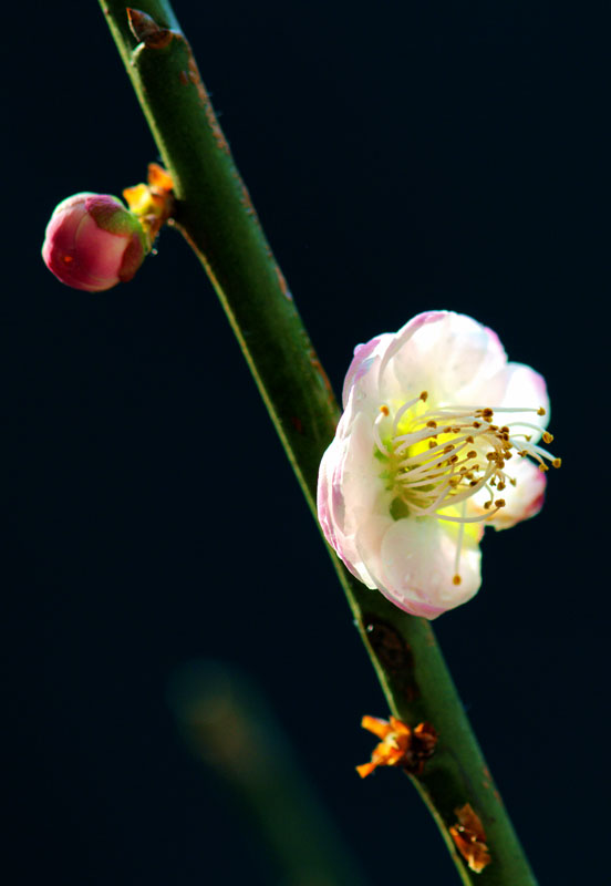 梅花3 摄影 逗你玩