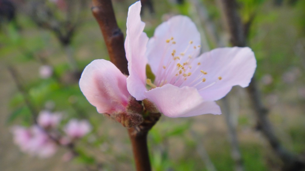 桃花 摄影 椒椒