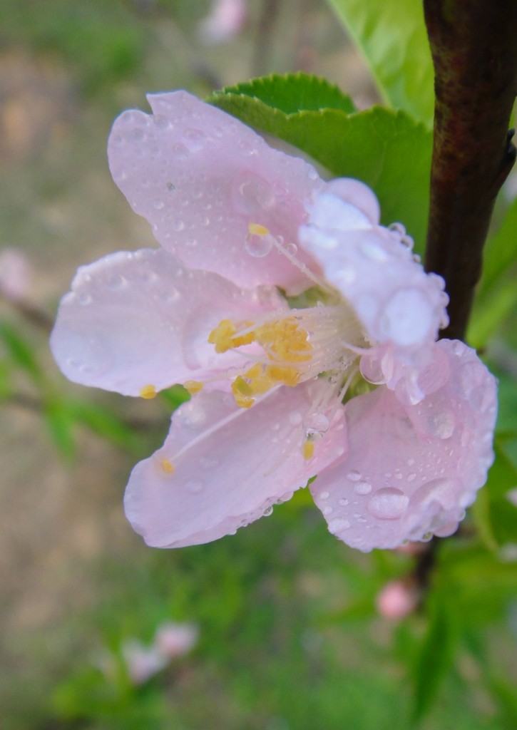 桃花 摄影 椒椒