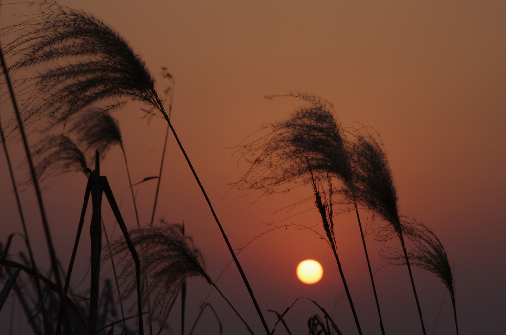 夕阳下······· 摄影 天容海色