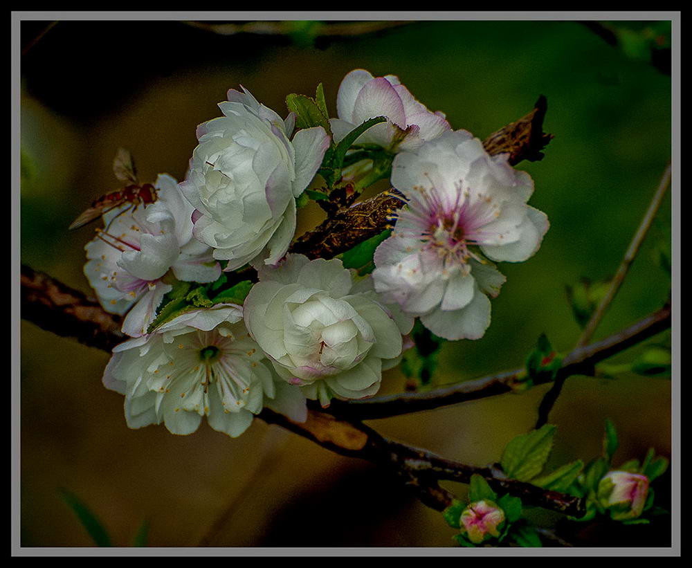 蜂花岁月 摄影 chnj555