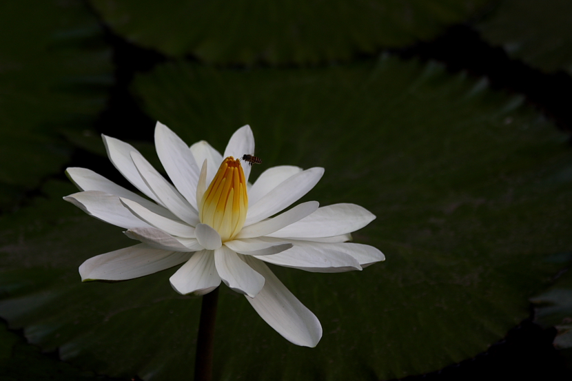 白莲花 摄影 L.D.liandong