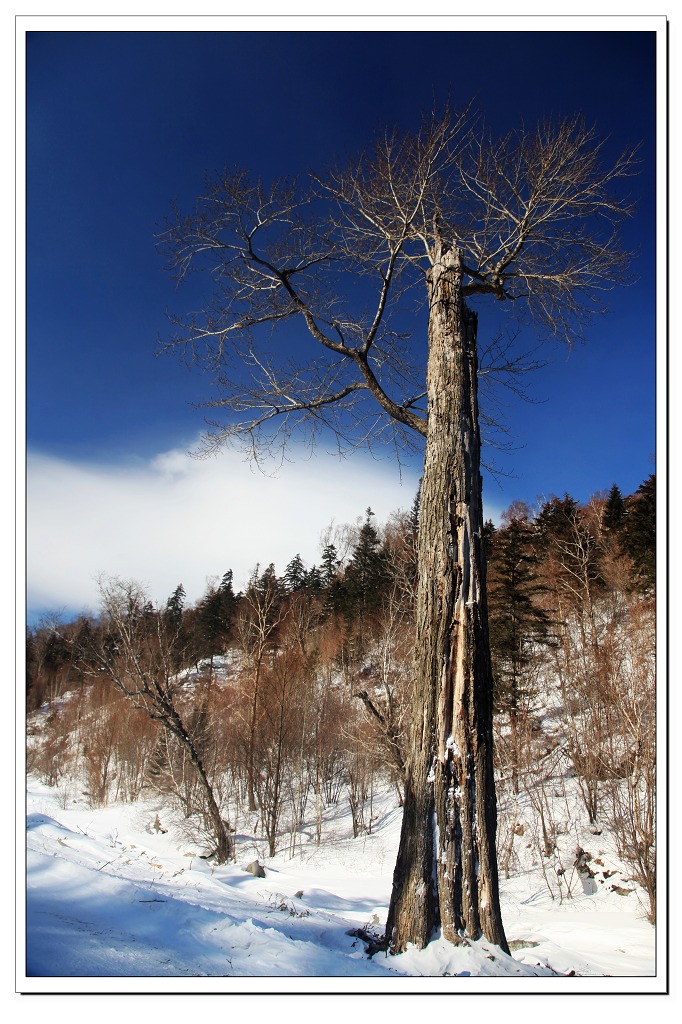 雪松 摄影 静静地走着