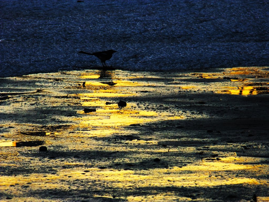 春天在夕阳下悄悄来临 摄影 牧易