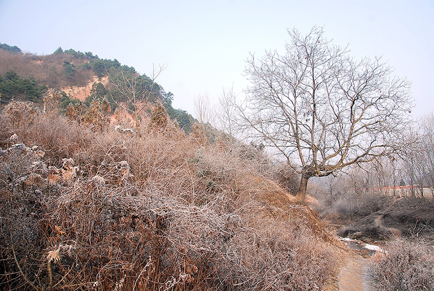 霜景 摄影 译书人