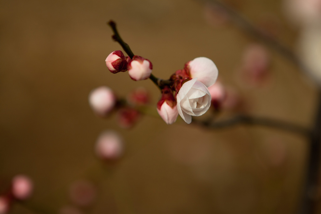 梦幻 摄影 益河乌拉