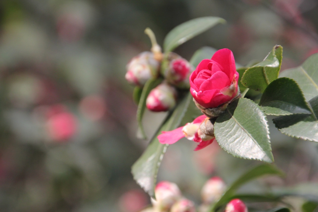 茶花 摄影 无法忘记