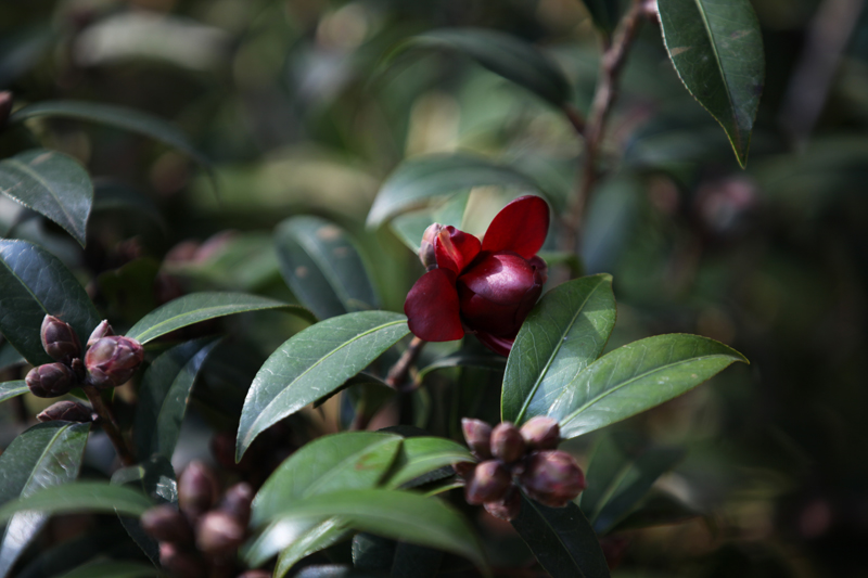 新品茶花--紫青 摄影 蓝泡泡