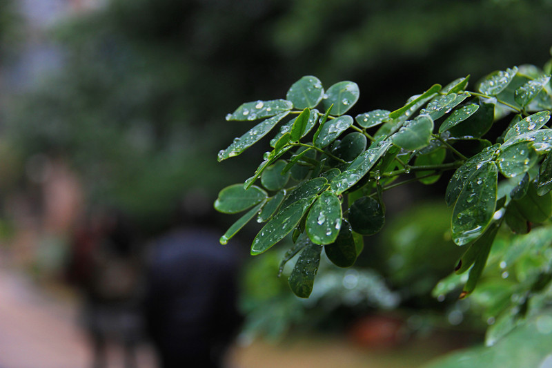 雨后绿叶 摄影 清风水波