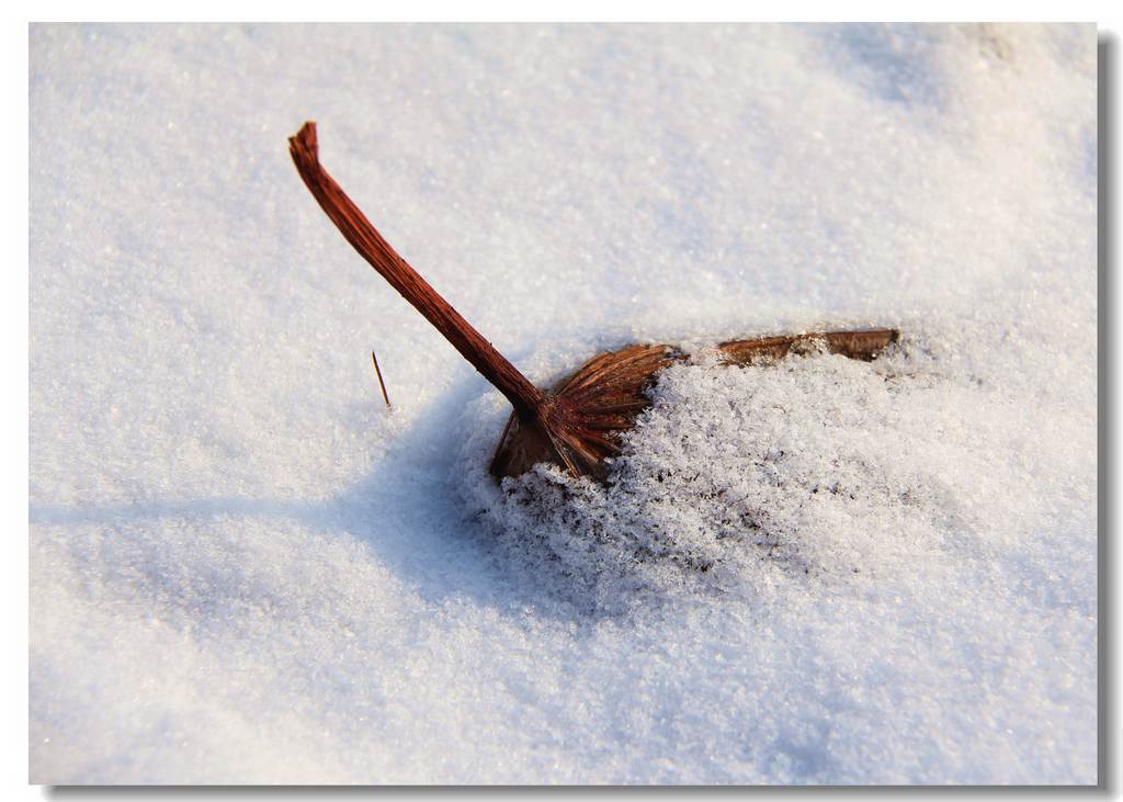 残荷 摄影 冰峰雪莲