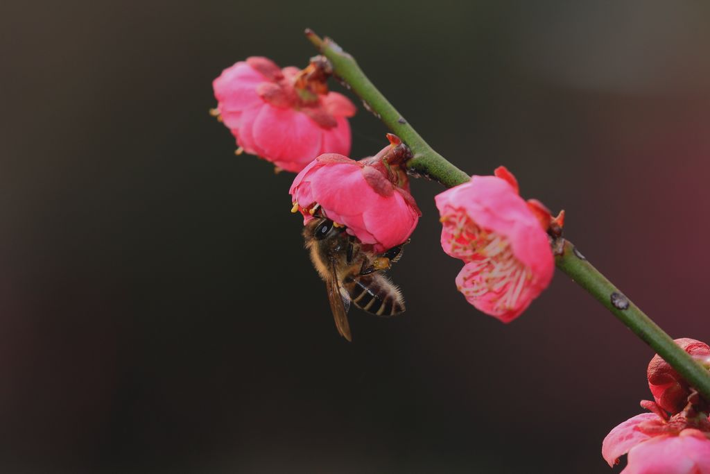 梅·蜂· 摄影 郑大山人