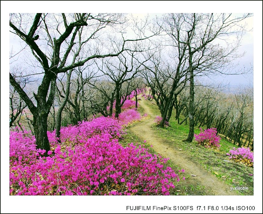 《山巅小路》 摄影 南岗青草