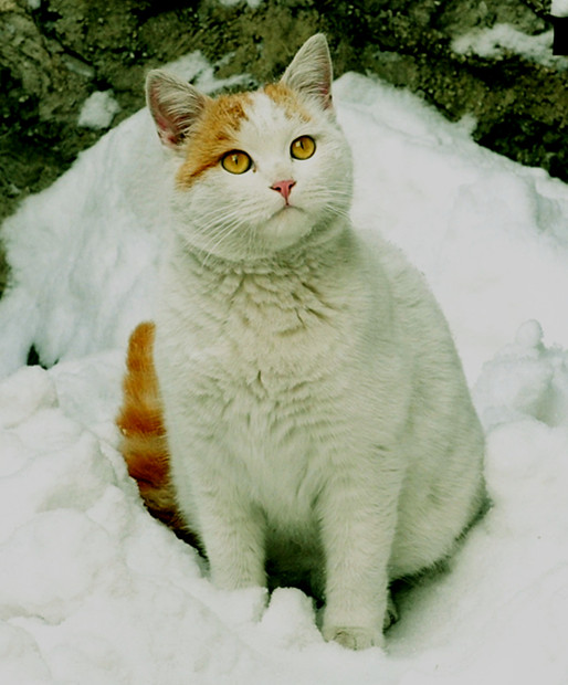 踏雪 摄影 杰卡徙徒