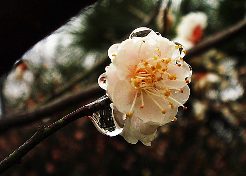 梅花 摄影 勤学