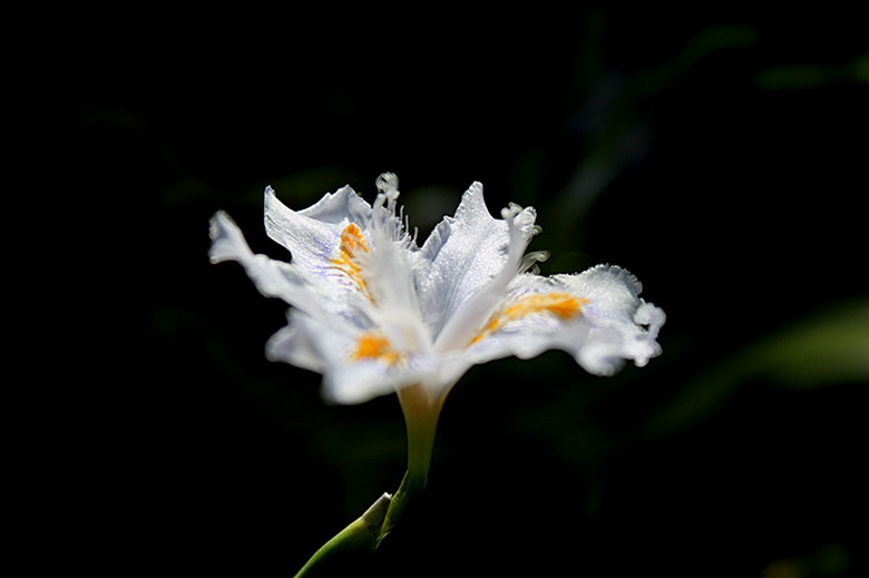 鸢尾花 摄影 马旺仔