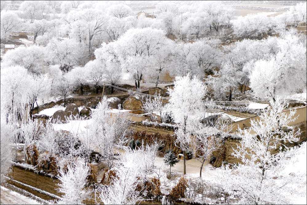 华家岭雪淞 摄影 lb王老五