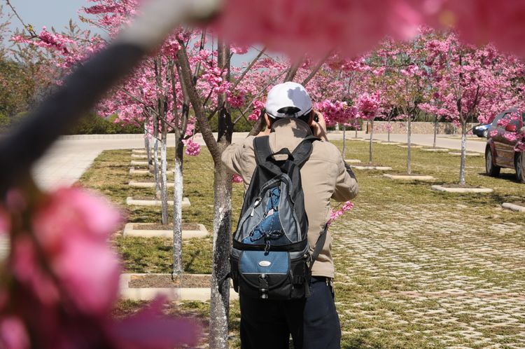 花事 摄影 冬林