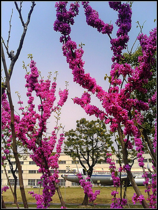 “运十”逢春 摄影 蓝色海1973