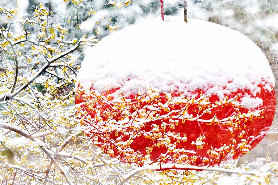 雪 里 红10 摄影 毛桂荣