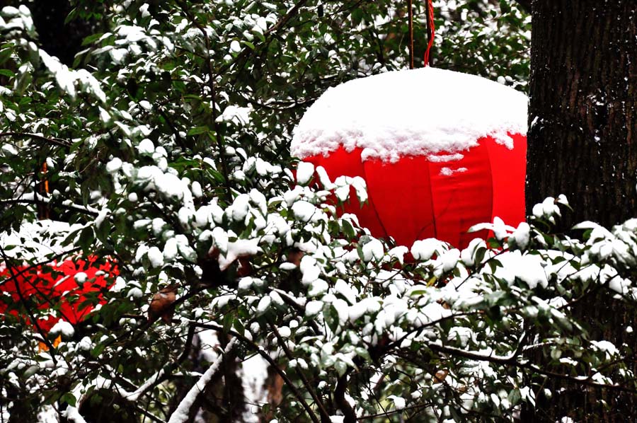 雪 里 红6 摄影 毛桂荣